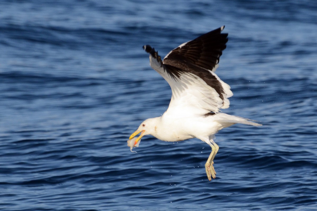 Kelp Gull - ML42110181