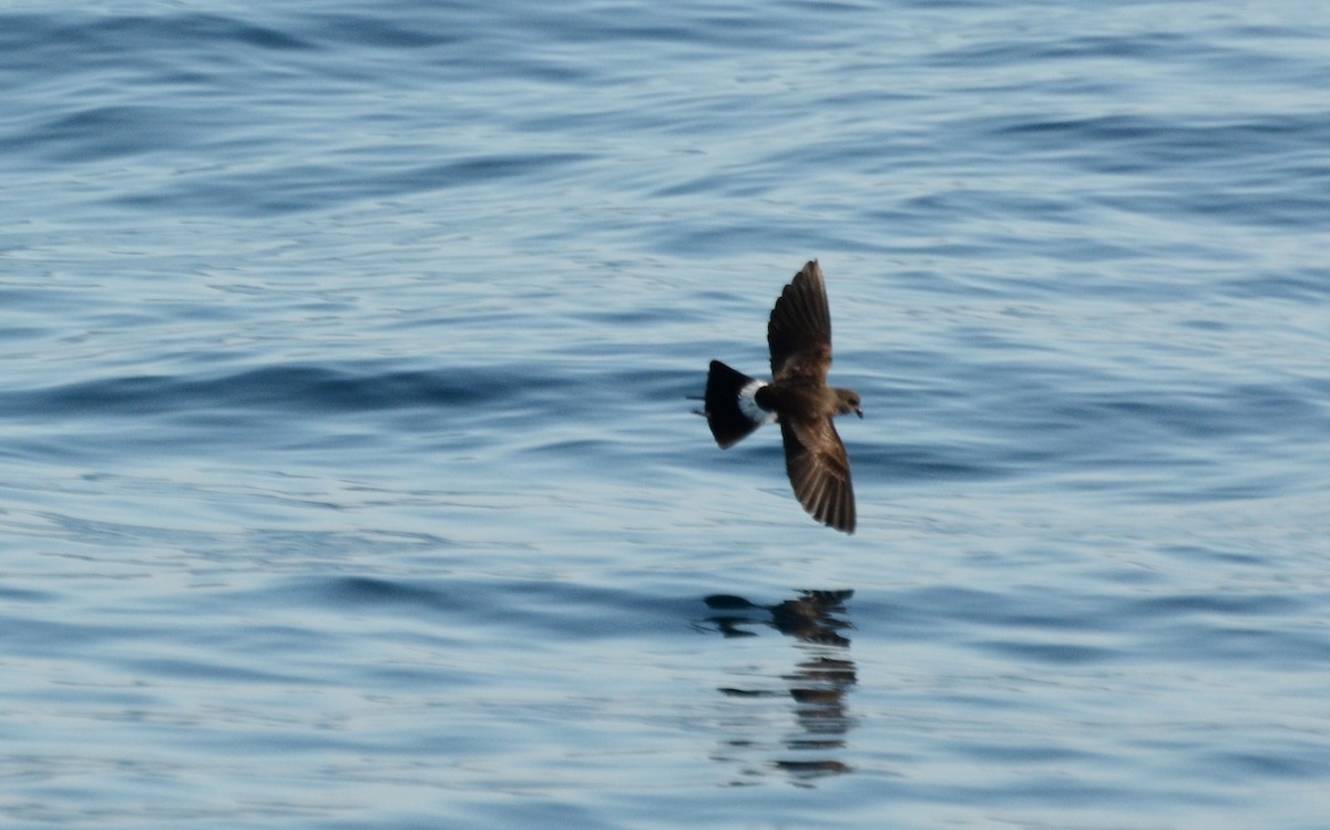 Wilson's Storm-Petrel - ML42110211