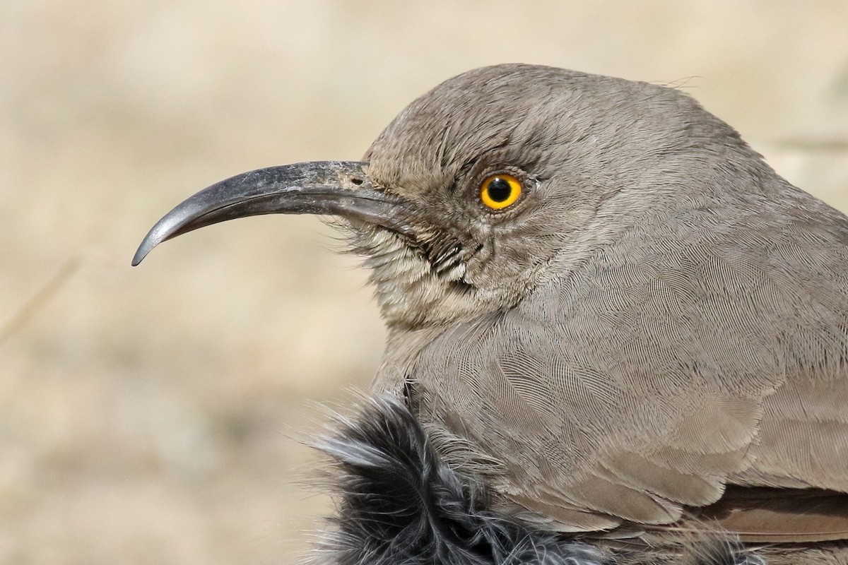 Curve-billed Thrasher (palmeri Group) - ML421102551