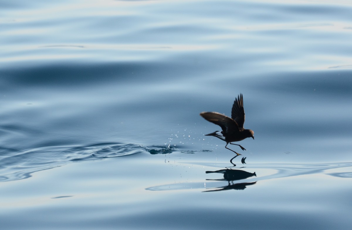 Wilson's Storm-Petrel - ML42110261