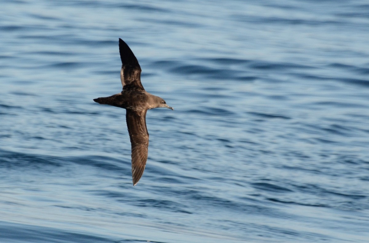 Sooty Shearwater - ML42110321