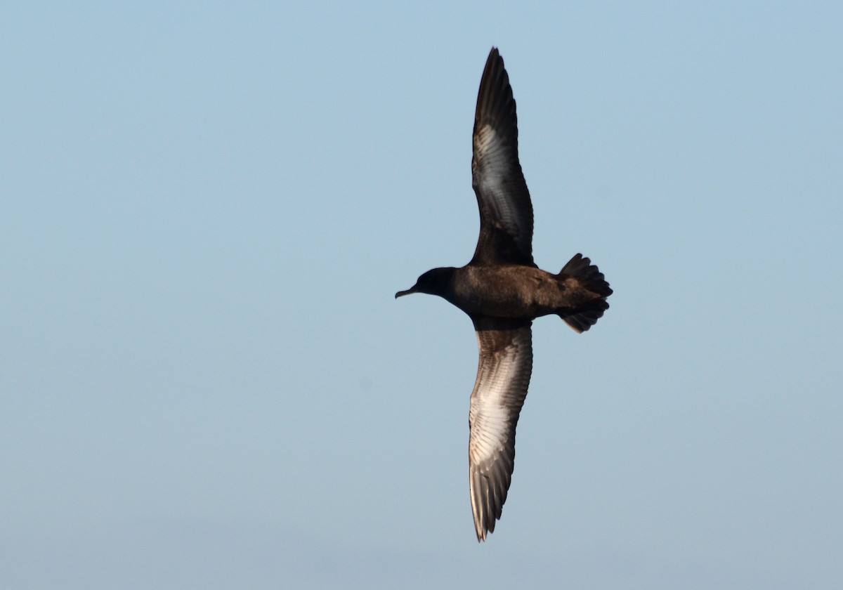 Sooty Shearwater - ML42110331