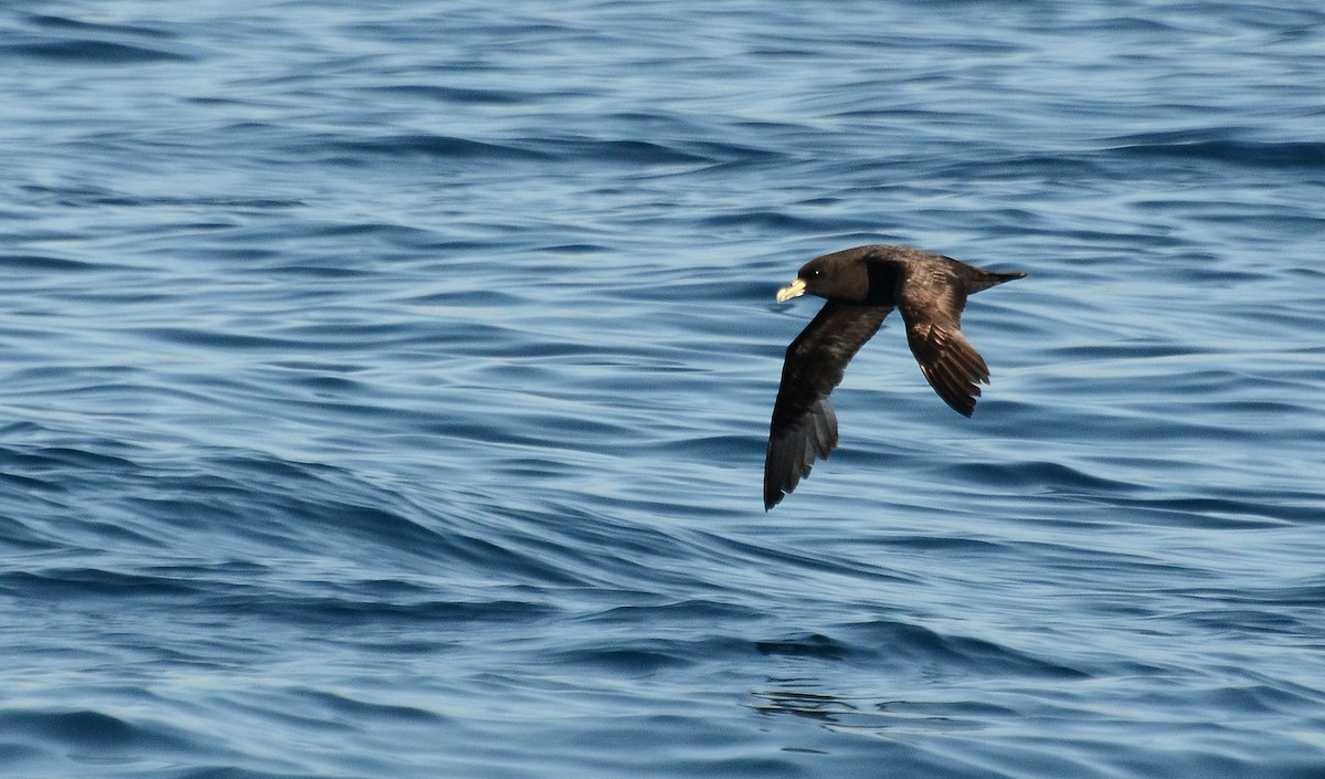 White-chinned Petrel - ML42110391