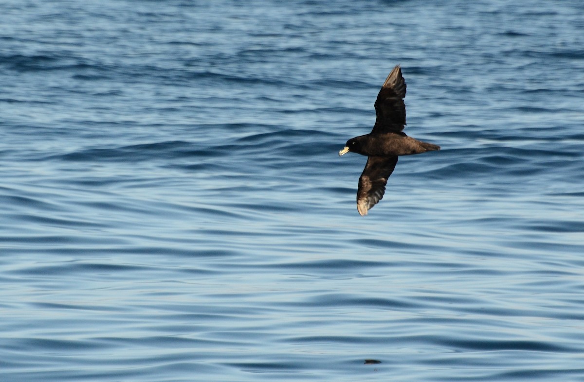 Westland Petrel - ML42110461