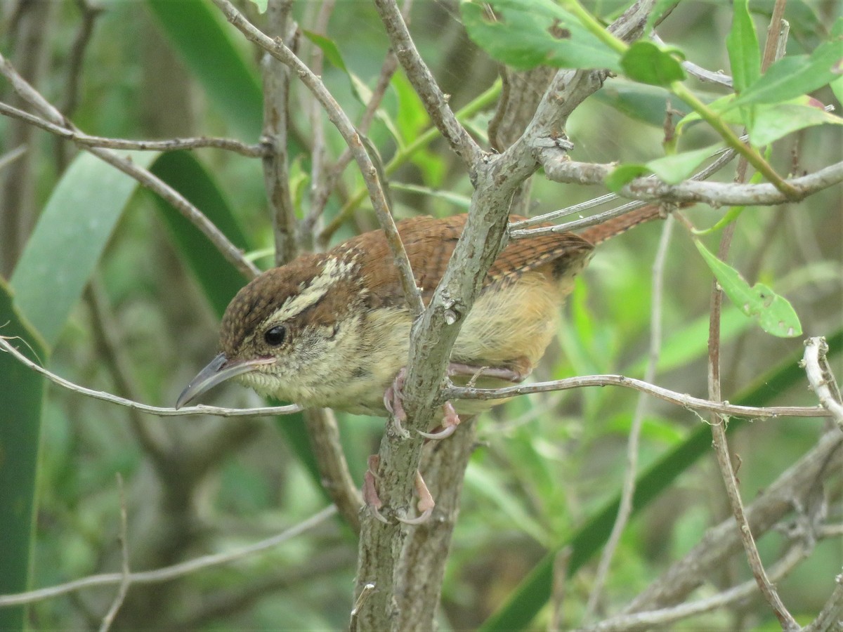 Carolina Wren - ML421105021