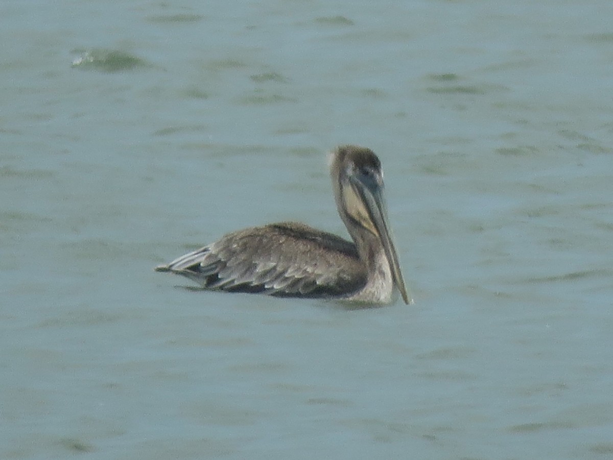 Brown Pelican - ML421105221