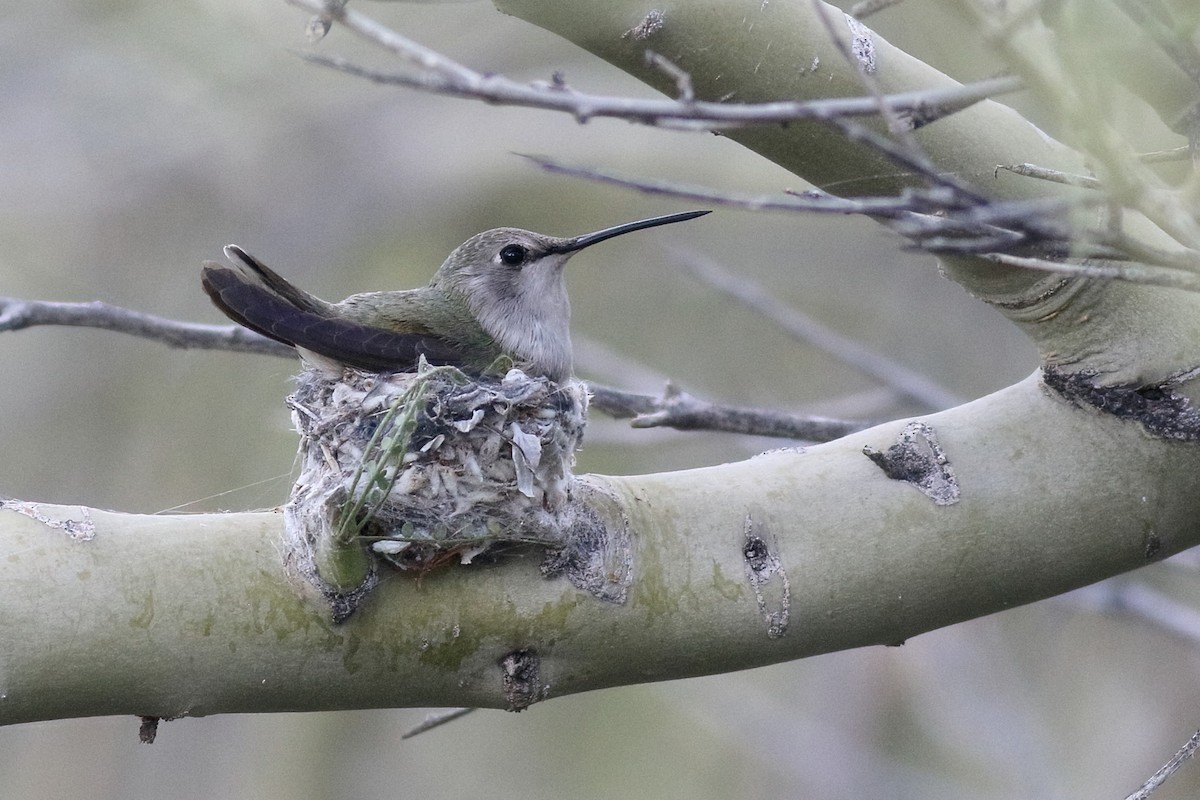 Costa's Hummingbird - ML421105791