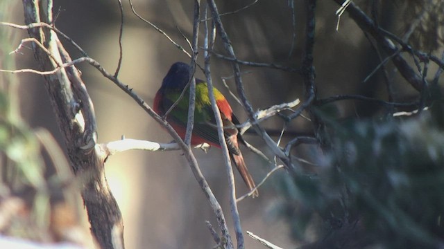 Passerin nonpareil - ML421105871