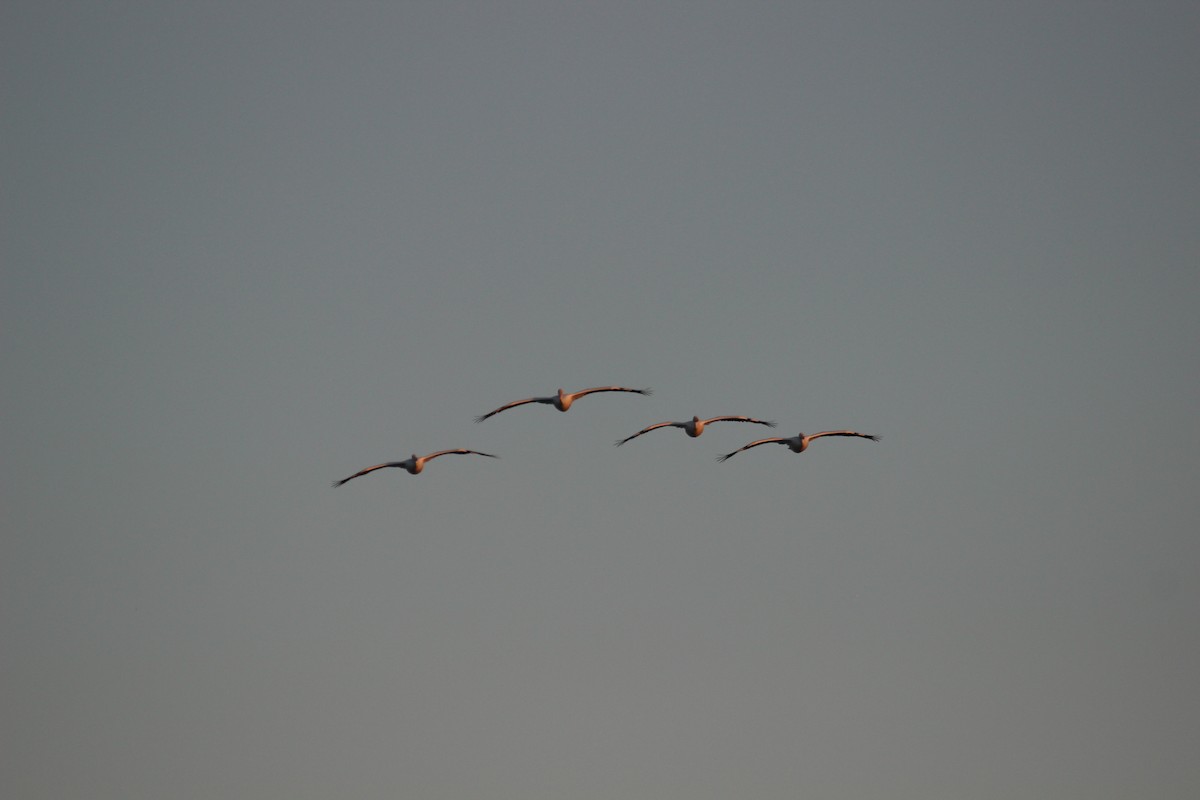 American White Pelican - ML421106861