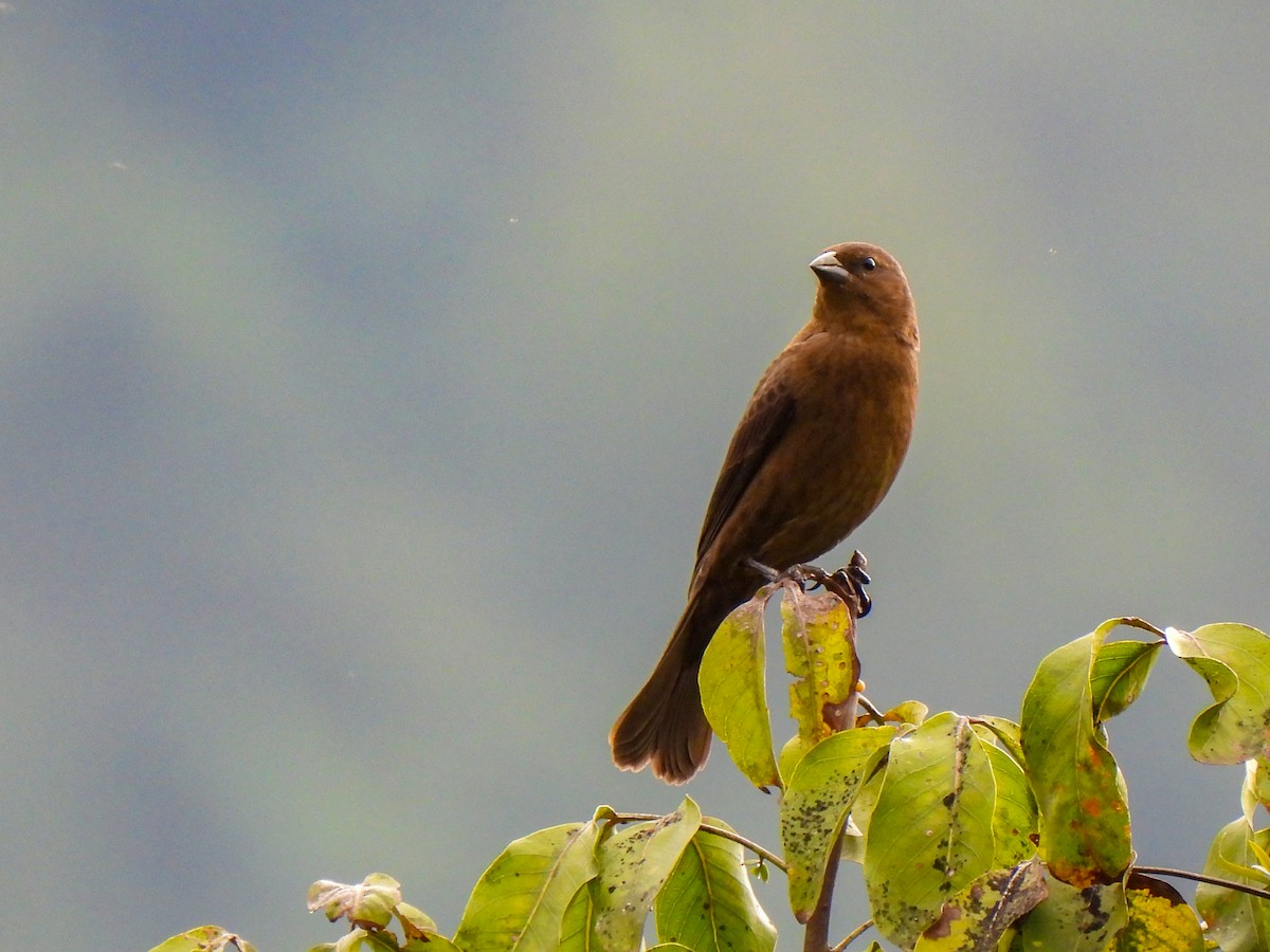 Shiny Cowbird - ML421107001