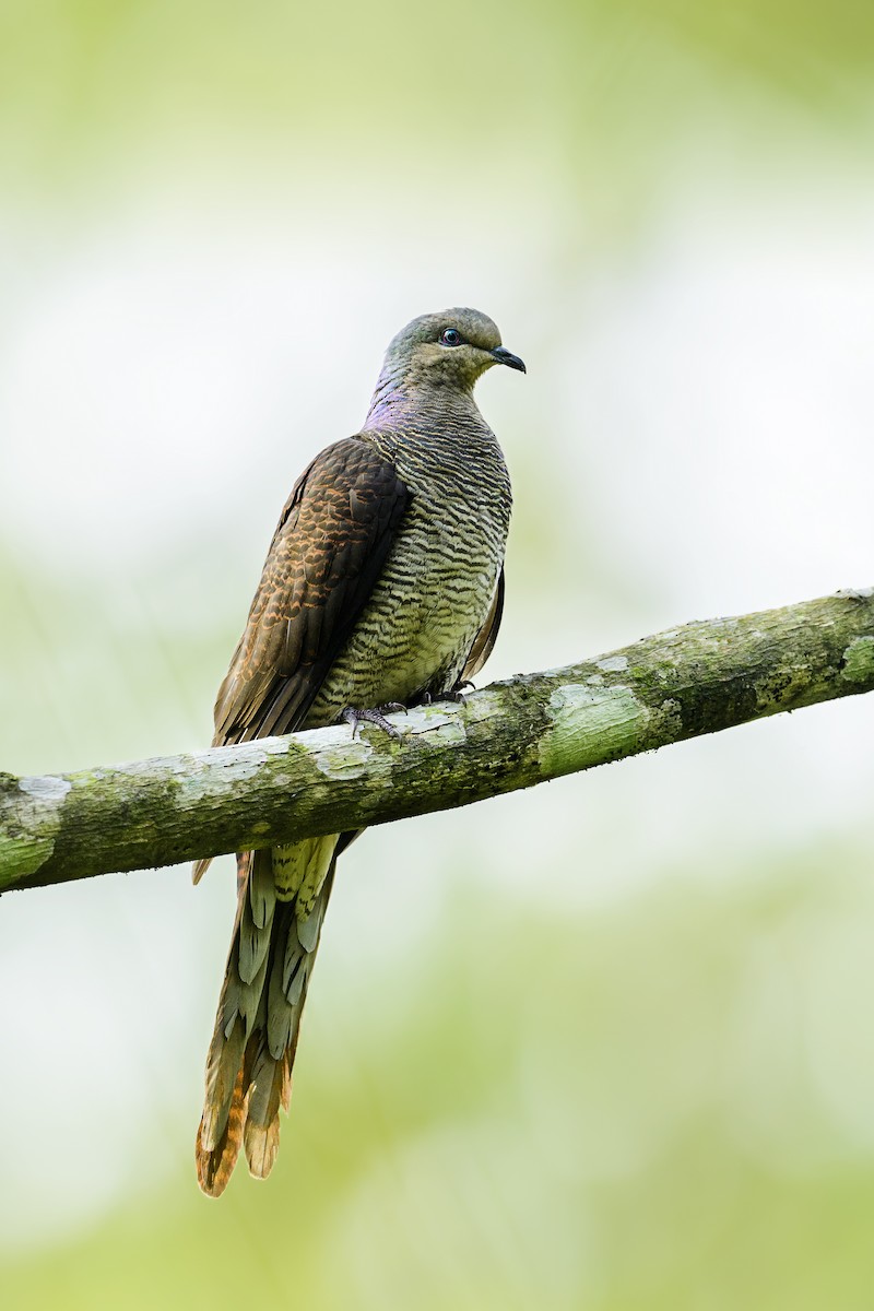 Barred Cuckoo-Dove - ML421107171