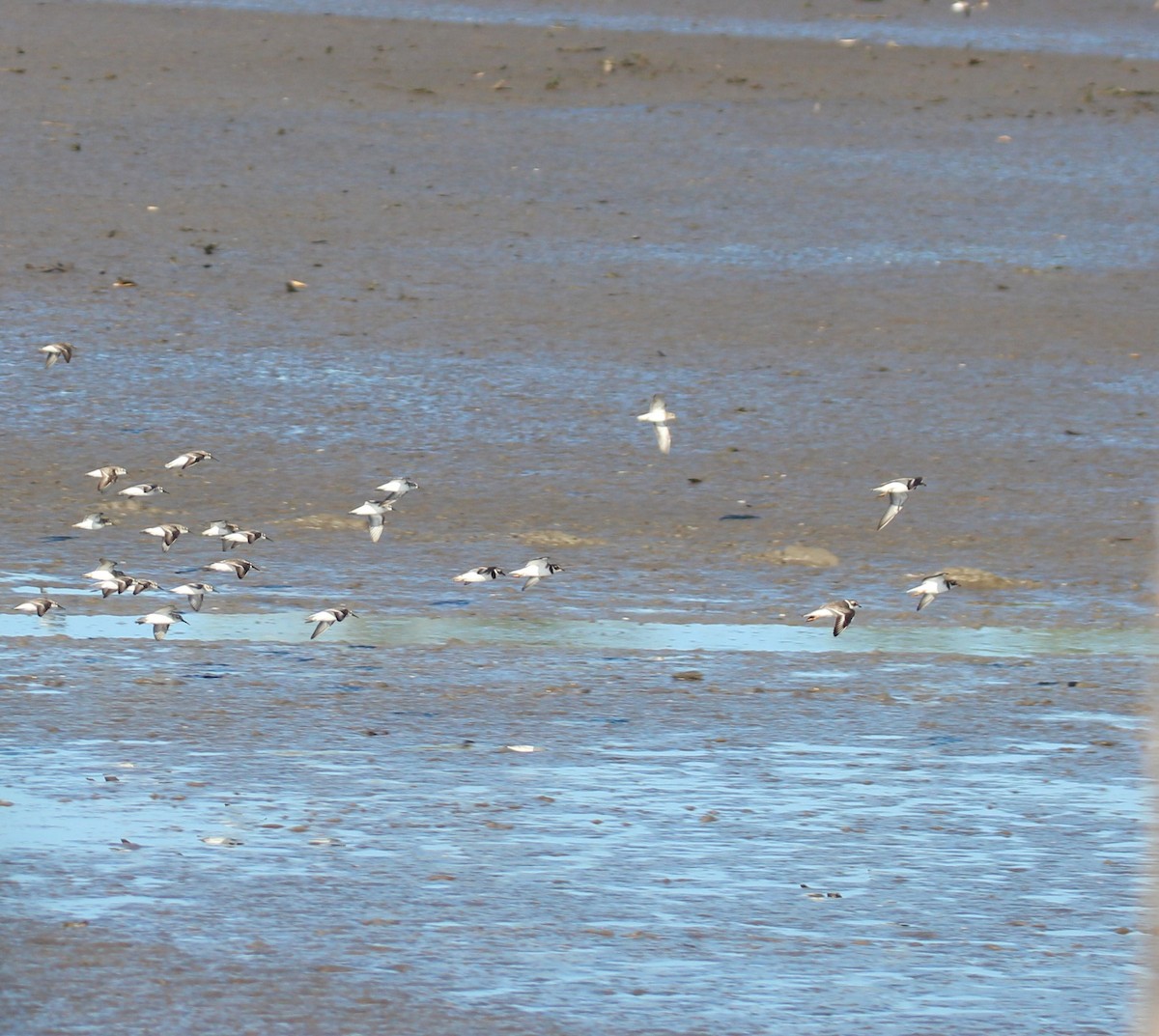 Semipalmated Plover - ML421108481