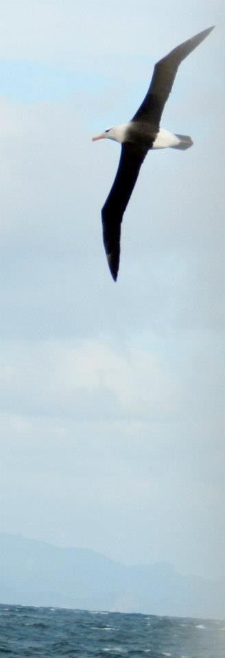 Kara Kaşlı Albatros (melanophris) - ML421109201