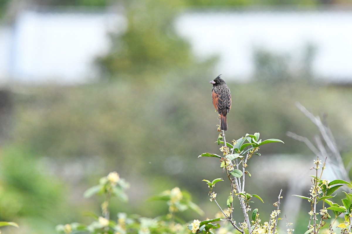 Crested Bunting - ML421109491