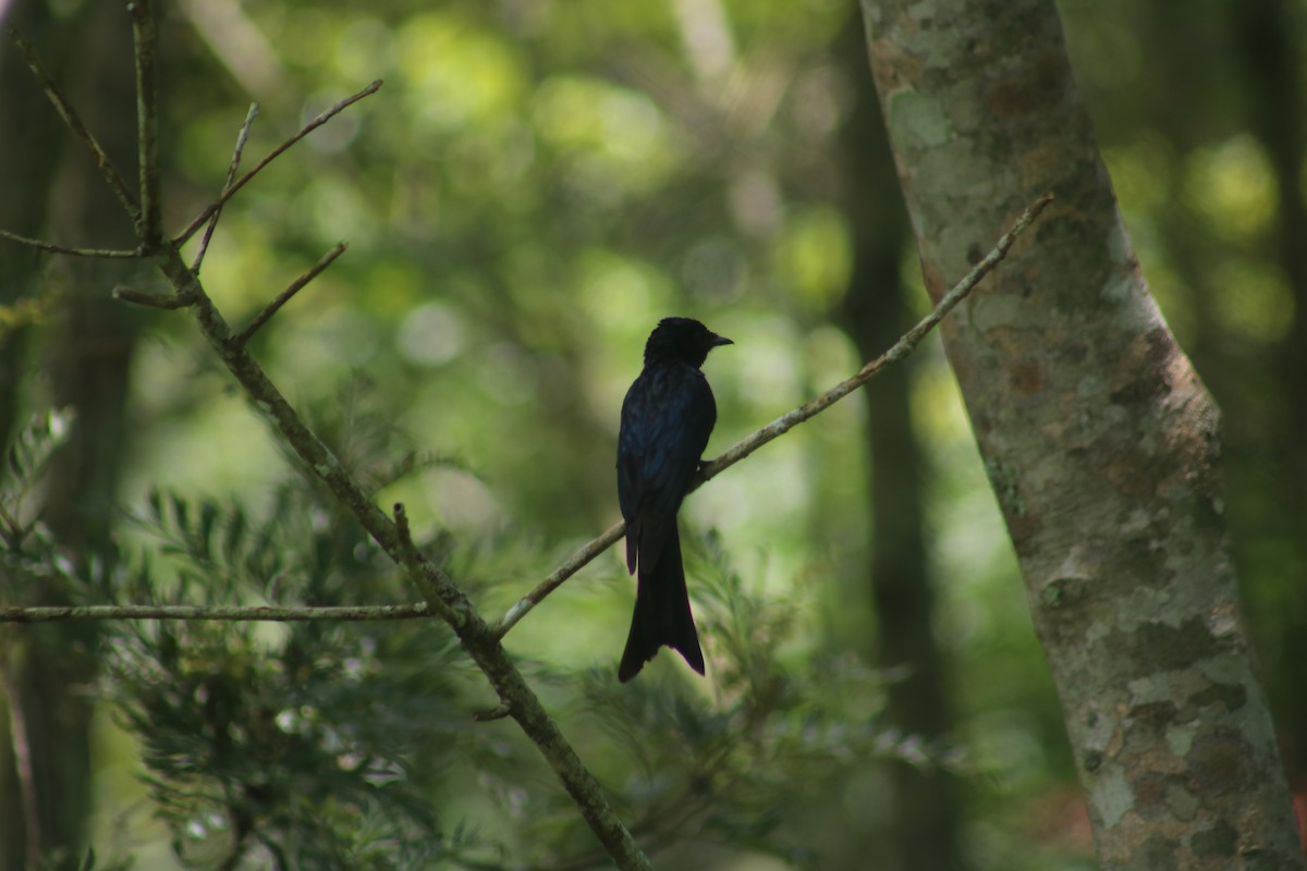 Drongo bronzé - ML421109741