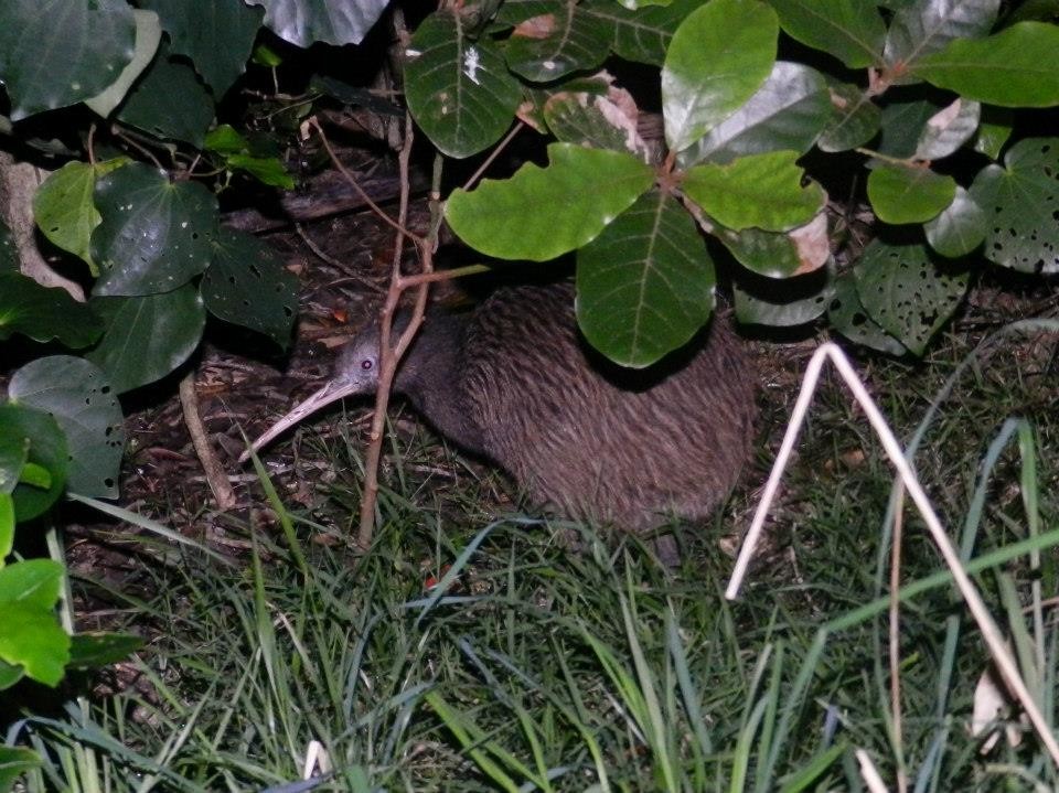 North Island Brown Kiwi - Edward Jenkins