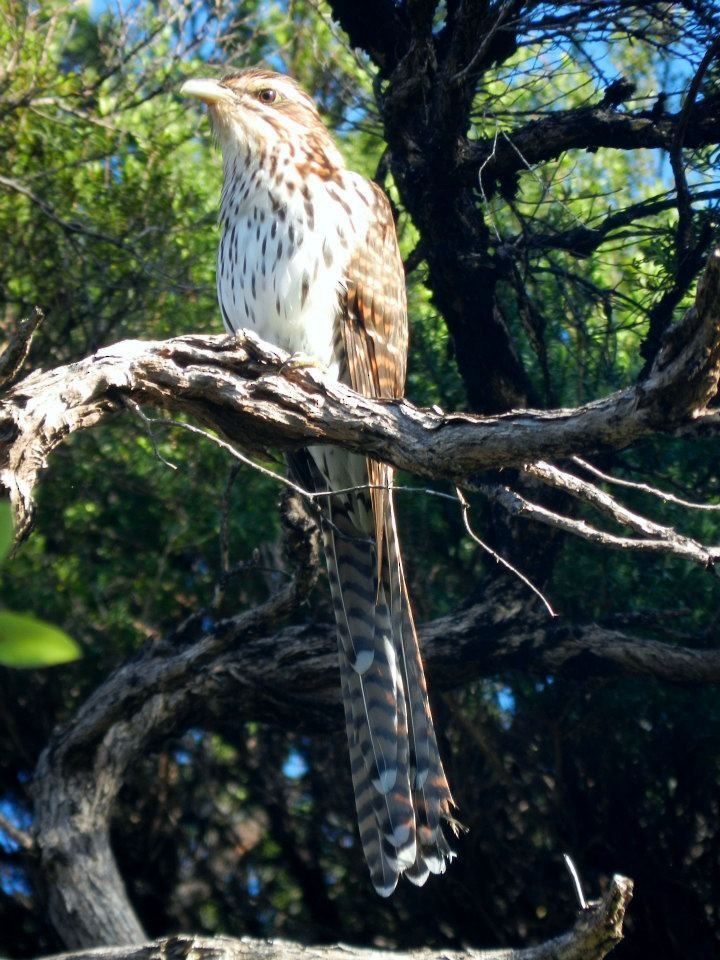 Long-tailed Koel - ML421109971