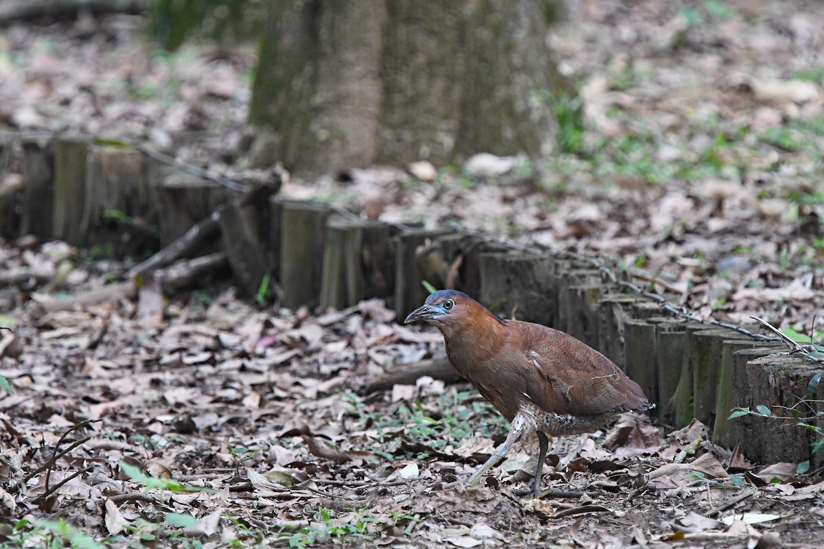 Malayan Night Heron - ML421110061