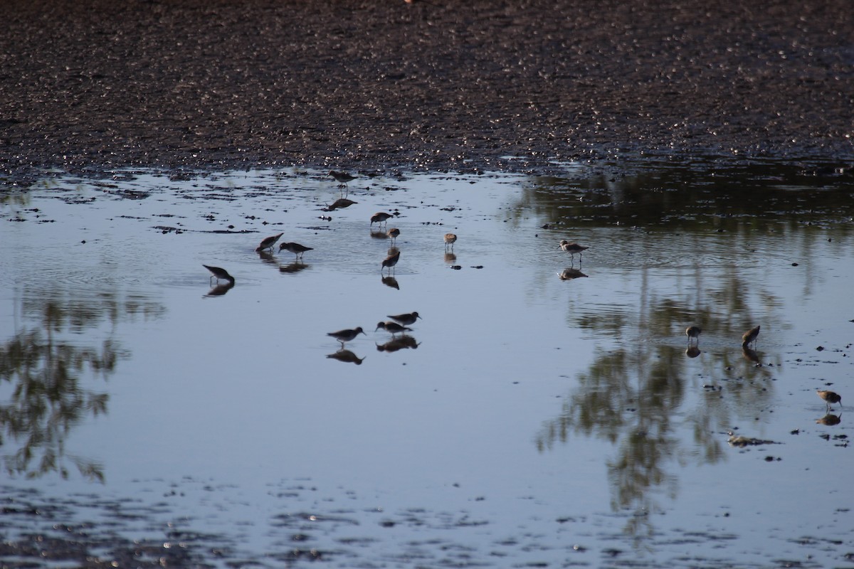 pygmésnipe - ML421110671