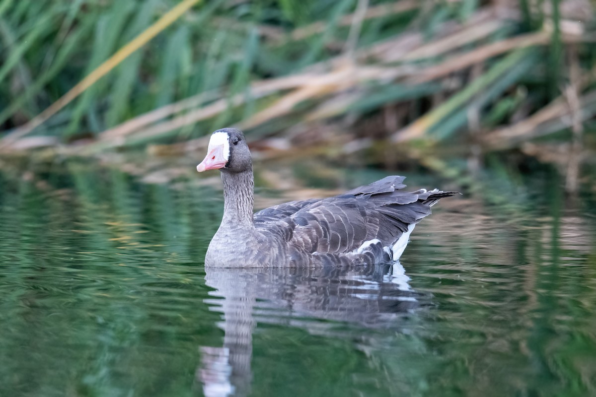 Greater White-fronted Goose - Forrest English