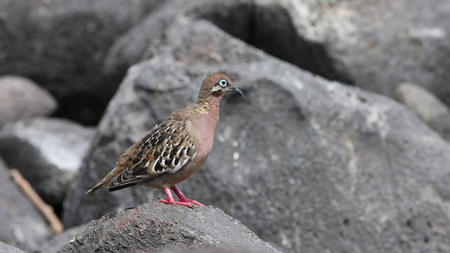 Galapagos Dove - ML421113811