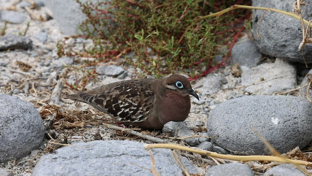 Tourterelle des Galapagos - ML421113831