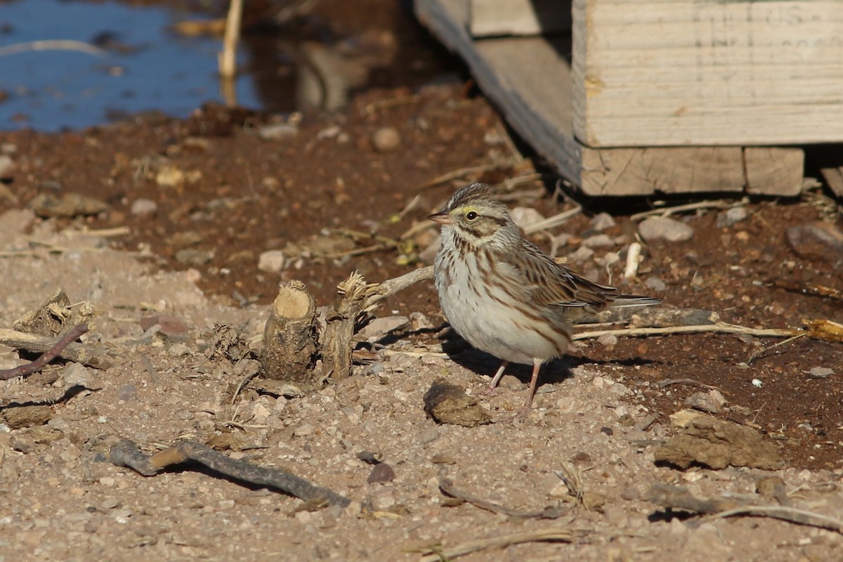 Savannah Sparrow - ML421115201