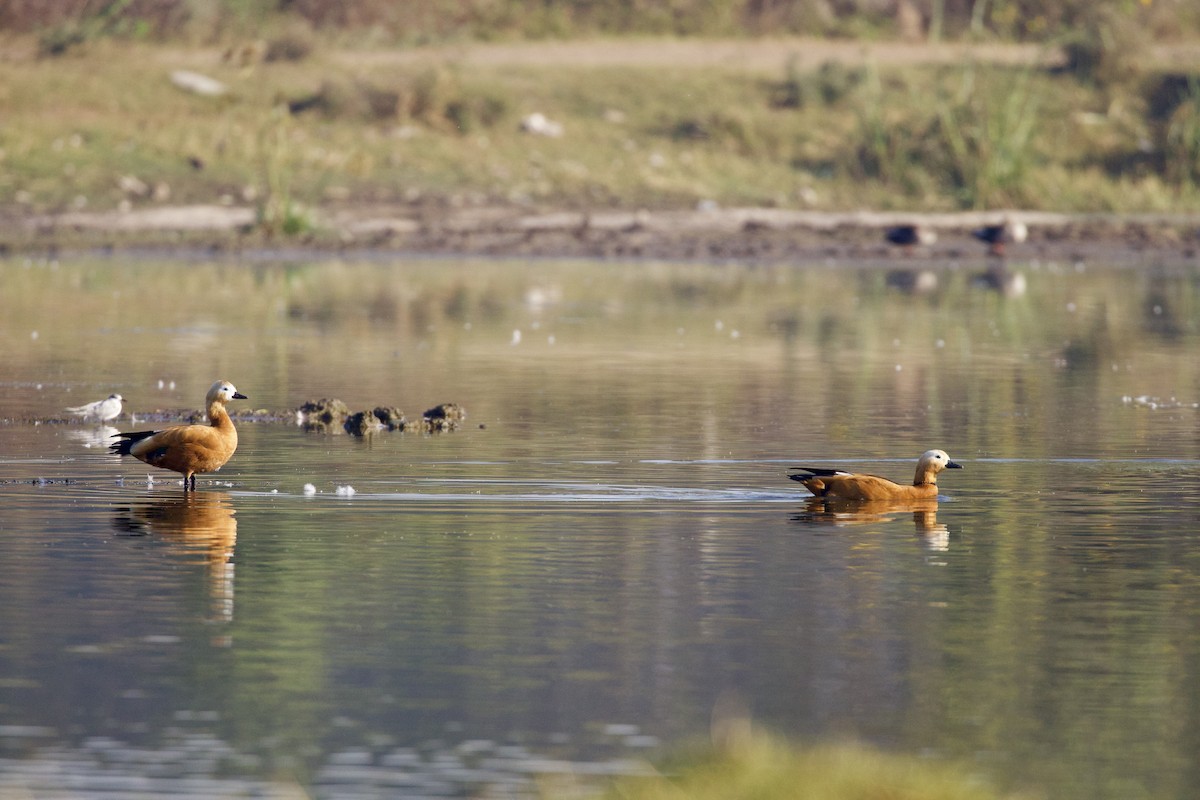 Ruddy Shelduck - ML421116331