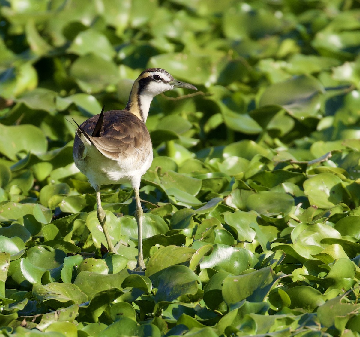 Pheasant-tailed Jacana - ML421116381