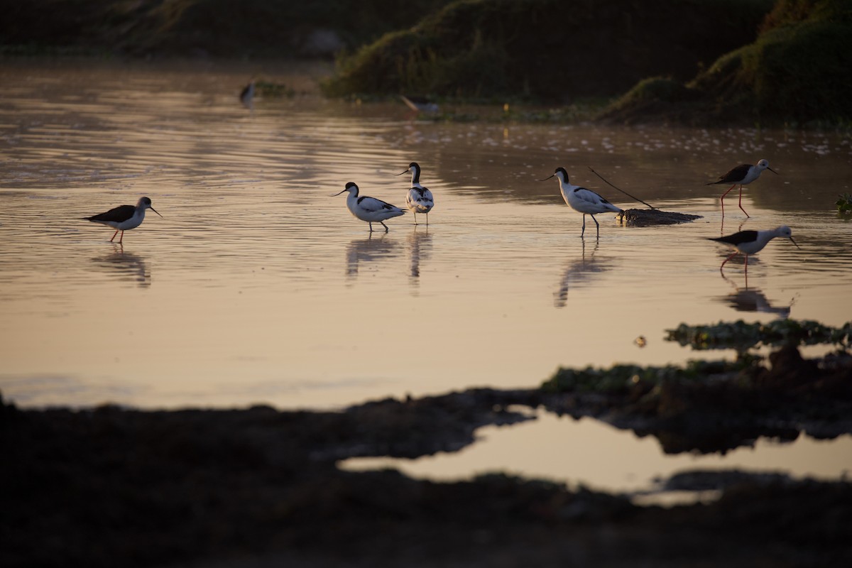 Pied Avocet - ML421116631