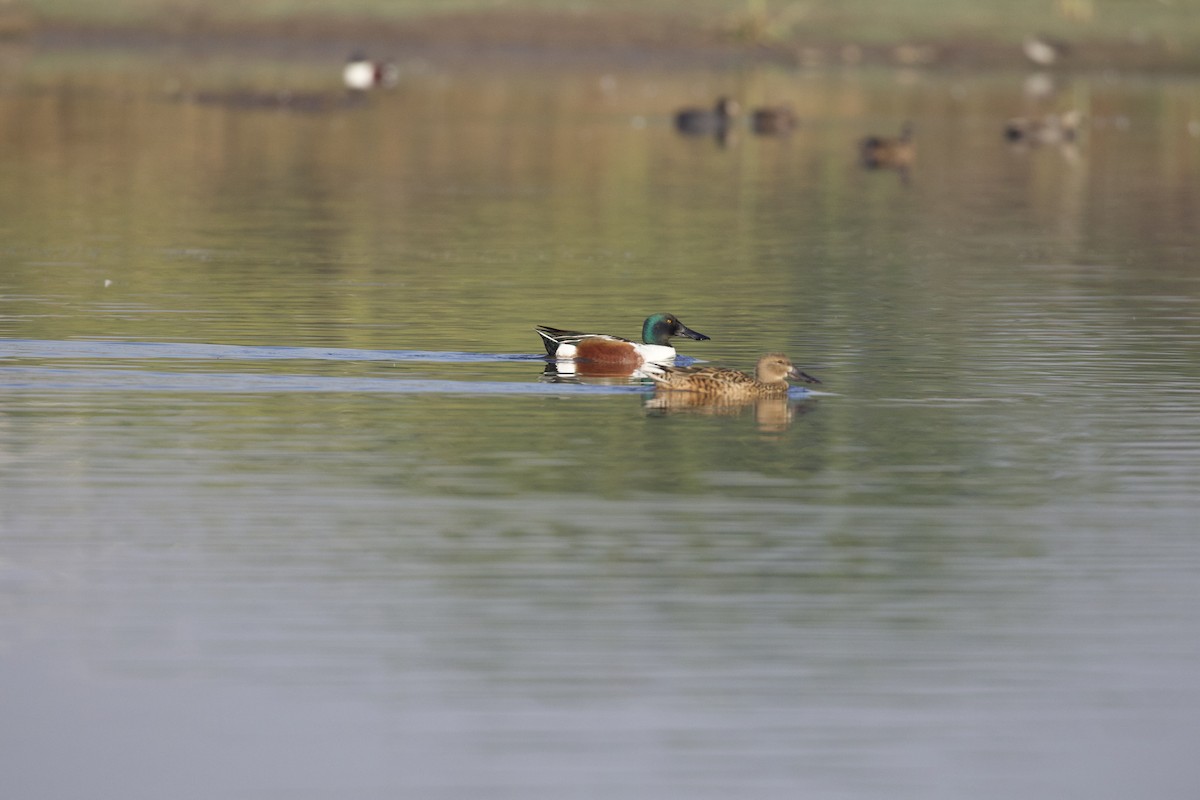 Northern Shoveler - ML421116831