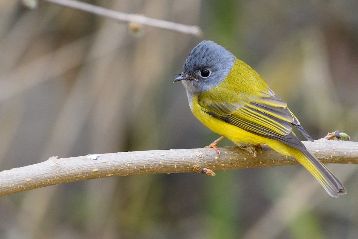 Gray-headed Canary-Flycatcher - ML421117151