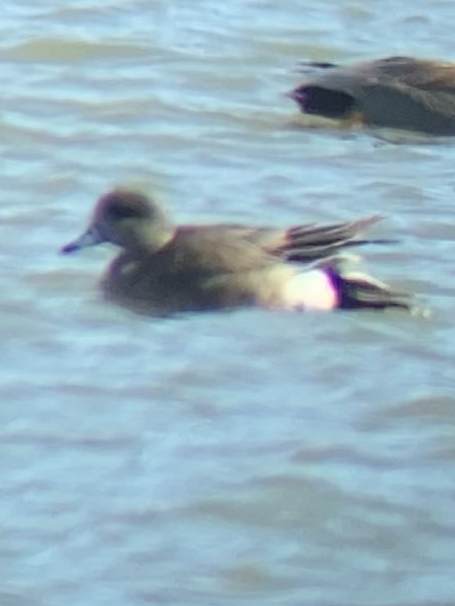 American Wigeon - David Harrison