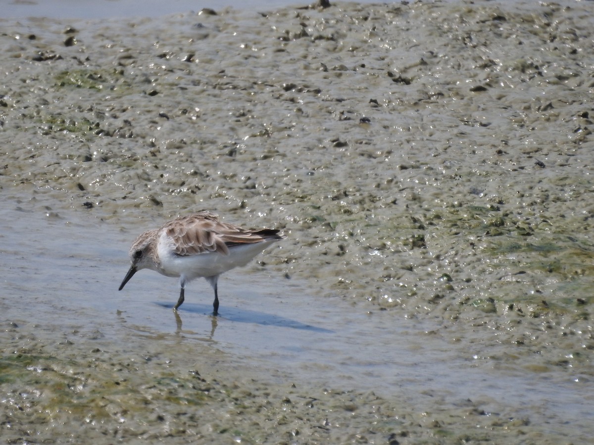 Little Stint - ML421119141