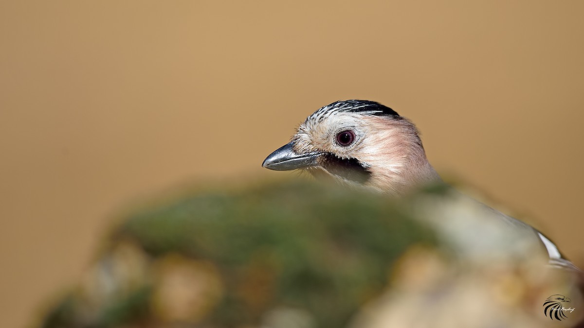 Eurasian Jay - ML42111961