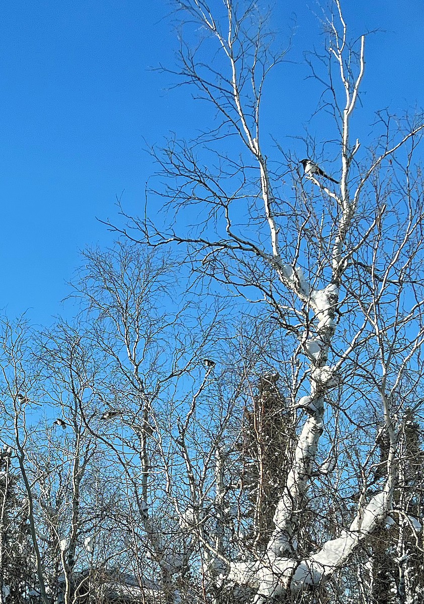 Black-billed Magpie - ML421119841