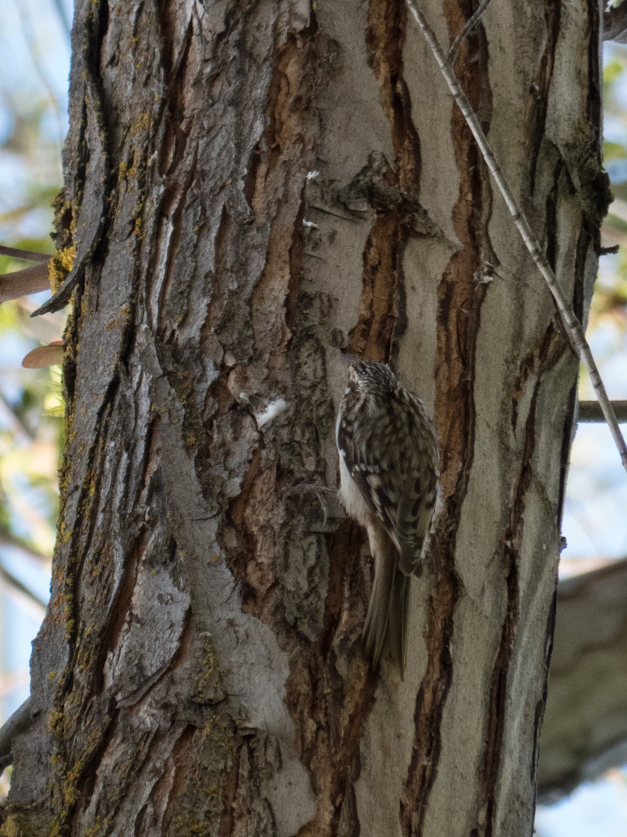 Brown Creeper - ML42112001