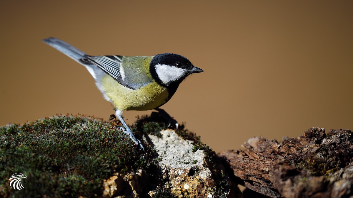 Mésange charbonnière - ML42112011