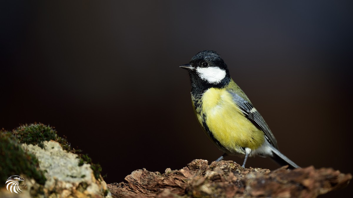 Mésange charbonnière - ML42112021