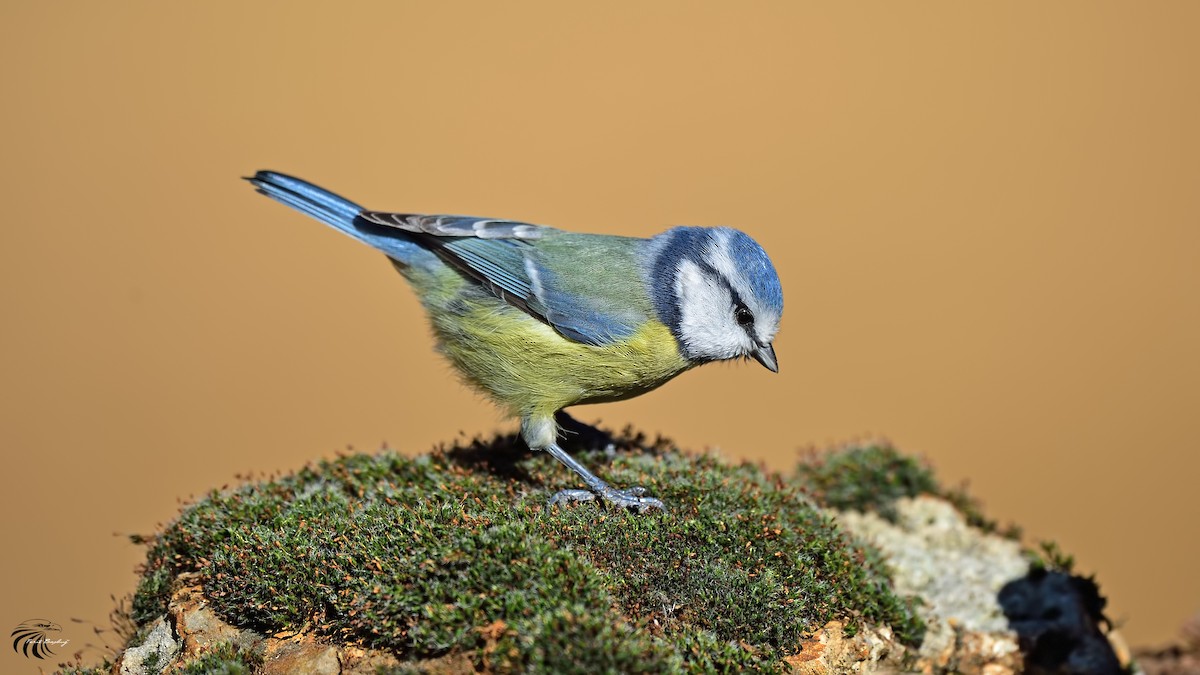 Eurasian Blue Tit - Ferit Başbuğ