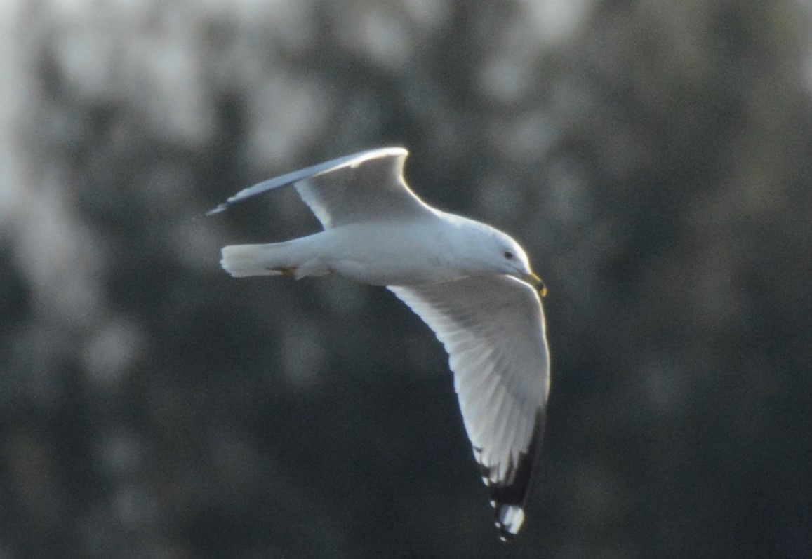 Ring-billed Gull - ML421122511