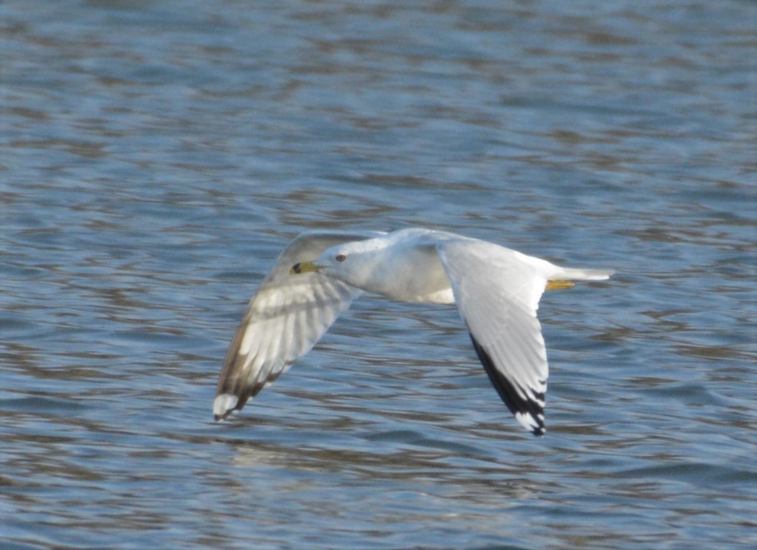 Ring-billed Gull - ML421122521