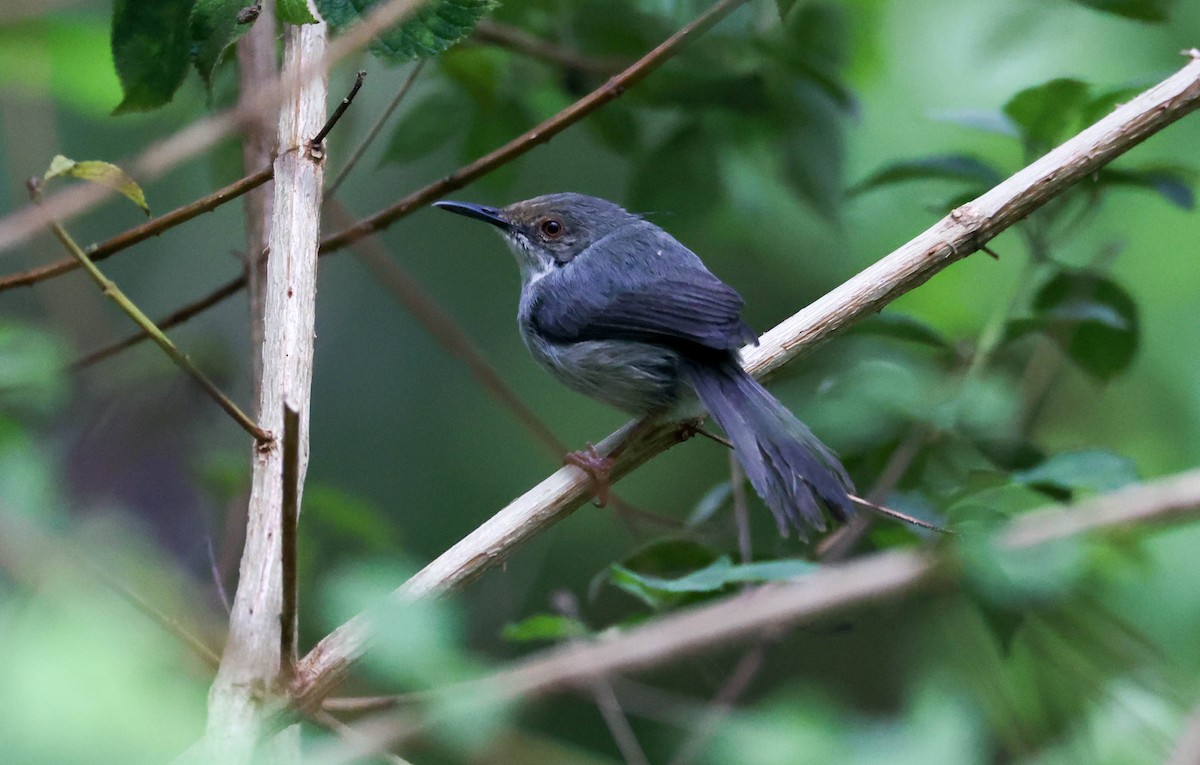 Long-billed Tailorbird - ML421122891