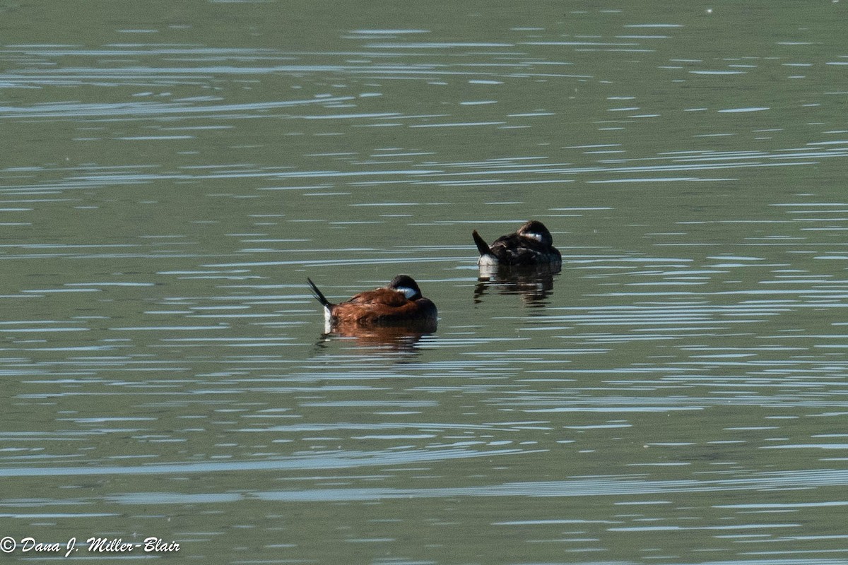 Ruddy Duck - Dana Miller-Blair