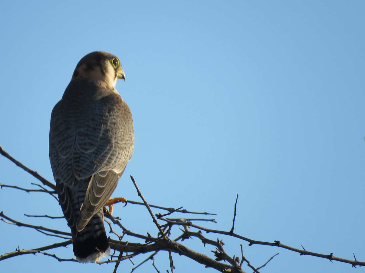 Red-necked Falcon - ML421123091
