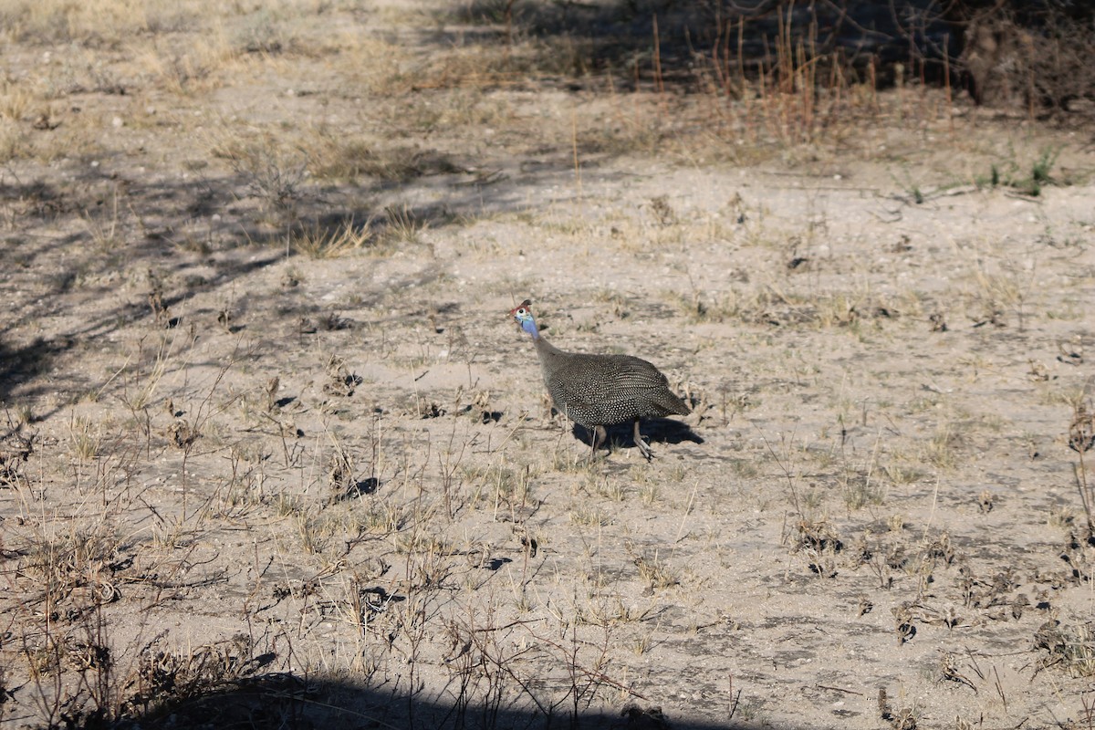 Helmeted Guineafowl - ML421123331