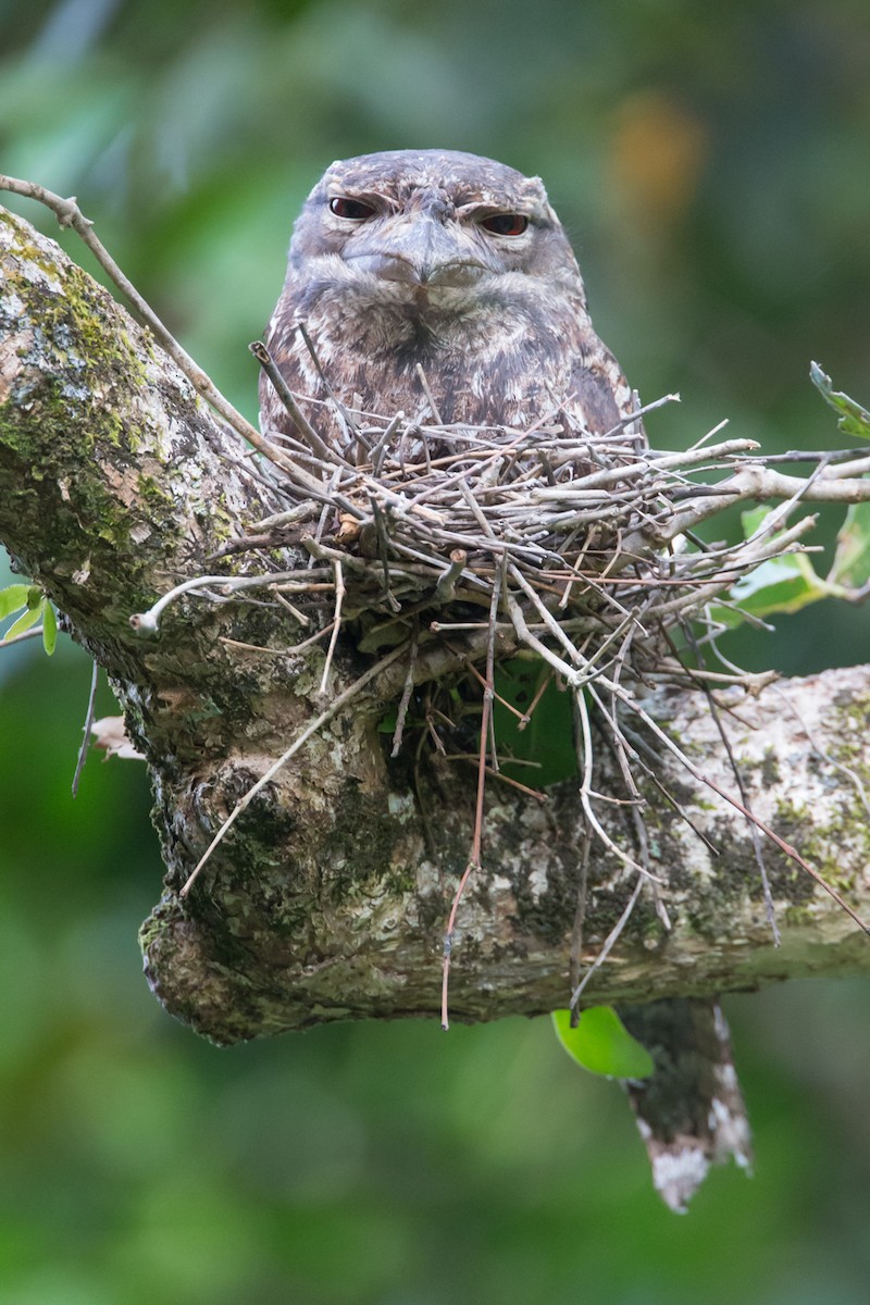 Papuan Frogmouth - ML42112471