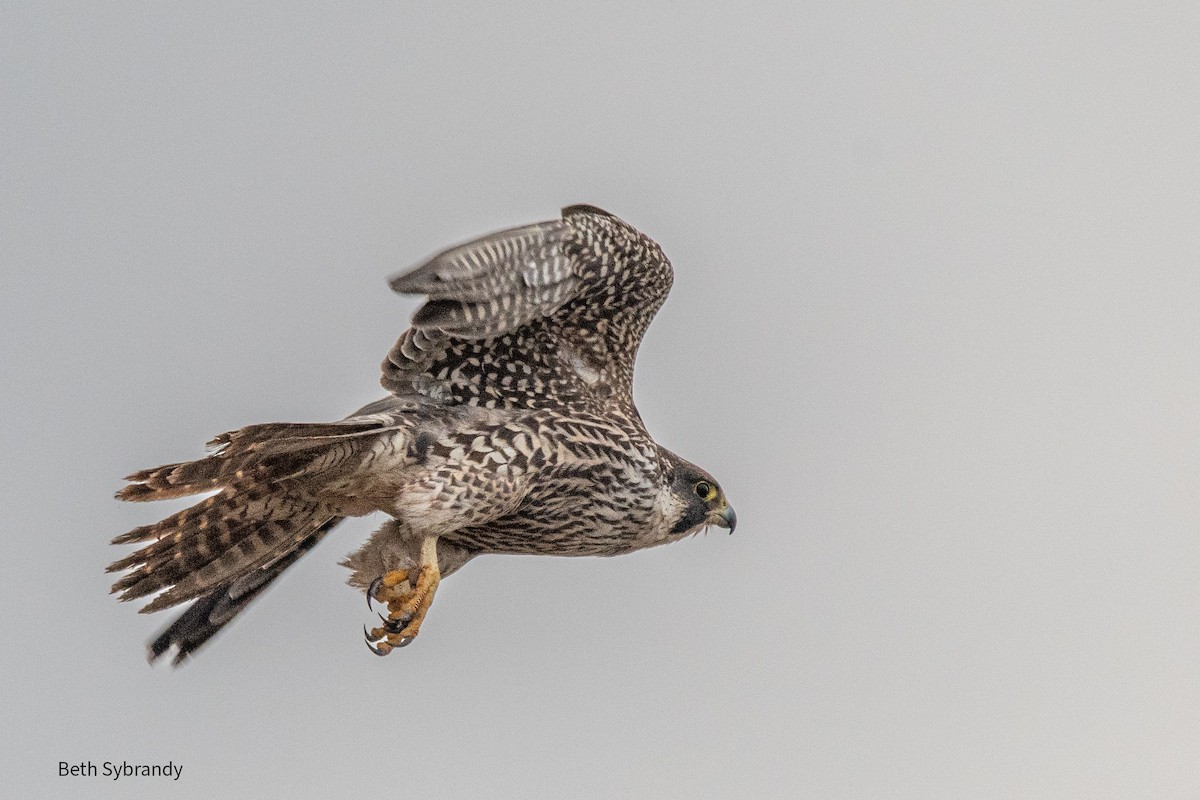 Peregrine Falcon - James and Beth Sybrandy 🦅