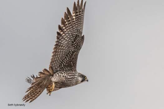 ハヤブサ - ML421125071