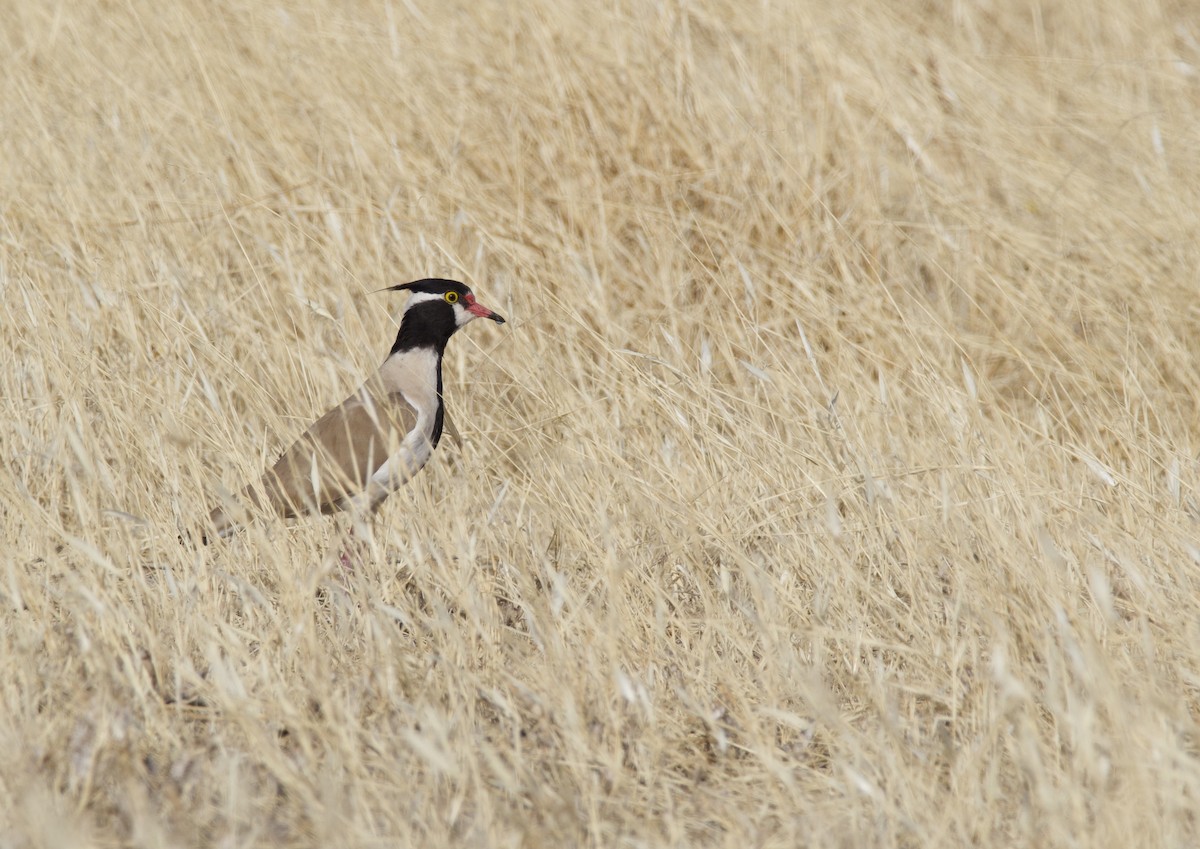 Black-headed Lapwing - Craig Rasmussen